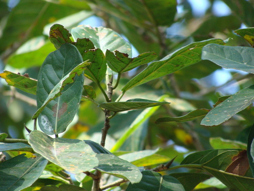 Ficus costaricana, photograph 1