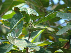 Ficus costaricana, photograph (c) Alexis López Hernández, some rights reserved (CC BY)