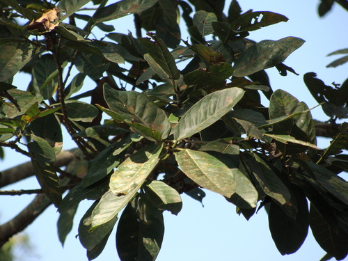 Ficus costaricana, photograph 5
