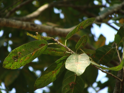 Ficus costaricana, photograph 4