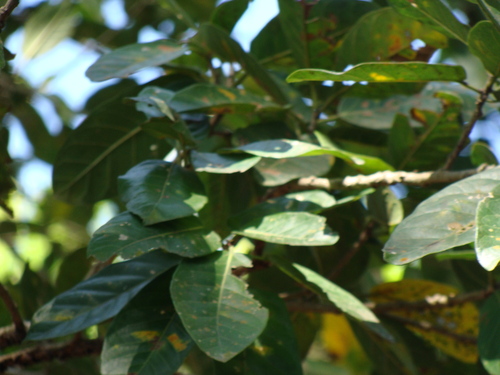 Ficus costaricana, photograph 2