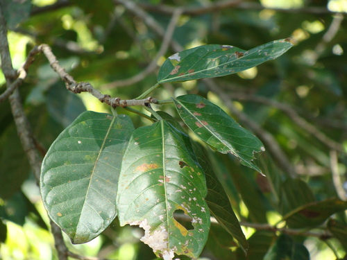 Ficus costaricana, photograph 3