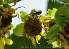 Mimographus