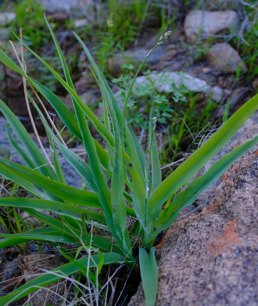Chlorophytum boomense