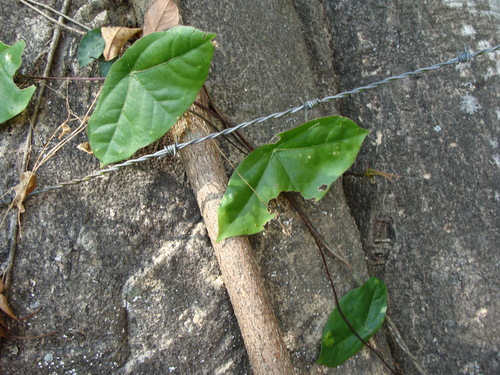 Passiflora sexocellata, photograph 3