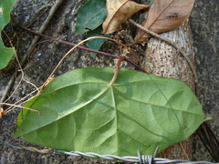 (c) Alexis López Hernández, some rights reserved (CC BY) Passiflora sexocellata, photograph (c) Alexis López Hernández, some rights reserved (CC BY)