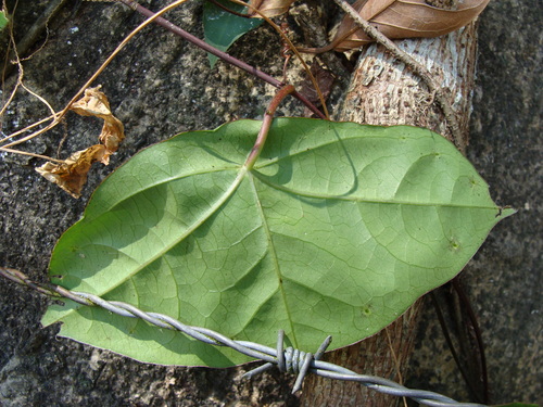 Passiflora sexocellata, photograph 5