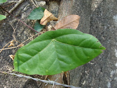 (c) Alexis López Hernández, some rights reserved (CC BY) Passiflora sexocellata, photograph (c) Alexis López Hernández, some rights reserved (CC BY)