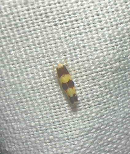 Erythroneura bistrata