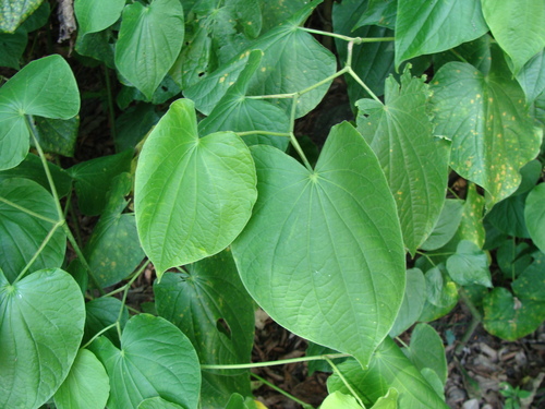 Piper marginatum, photograph 2