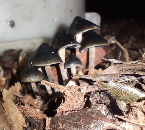 Psilocybe papuana