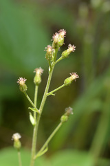 Antennaria racemosa, photograph (c) Kerstin Reifenrath, some rights reserved (CC BY)