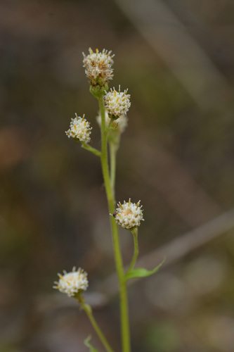 Antennaria racemosa, photograph 4