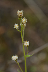 Antennaria racemosa, photograph (c) Kerstin Reifenrath, some rights reserved (CC BY)
