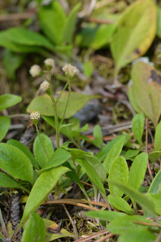 Antennaria racemosa, photograph 5