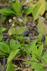 Antennaria racemosa, photograph (c) Kerstin Reifenrath, some rights reserved (CC BY)