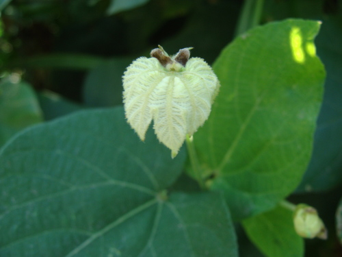 Dalechampia scandens, photograph 5