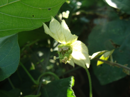 Dalechampia scandens, photograph 4