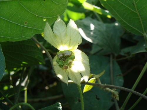 Dalechampia scandens, photograph 6