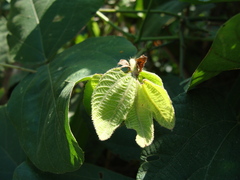Dalechampia scandens, photograph (c) Alexis López Hernández, some rights reserved (CC BY)