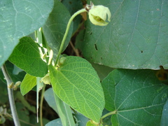 Dalechampia scandens, photograph (c) Alexis López Hernández, some rights reserved (CC BY)