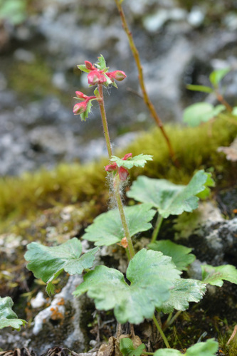 Telesonix heucheriformis, photograph 1