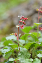 Telesonix heucheriformis, photograph (c) Kerstin Reifenrath, some rights reserved (CC BY)