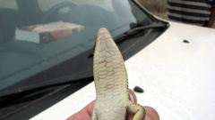 Gerrhosaurus multilineatus