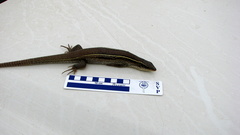 Gerrhosaurus multilineatus