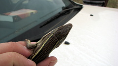 Gerrhosaurus multilineatus