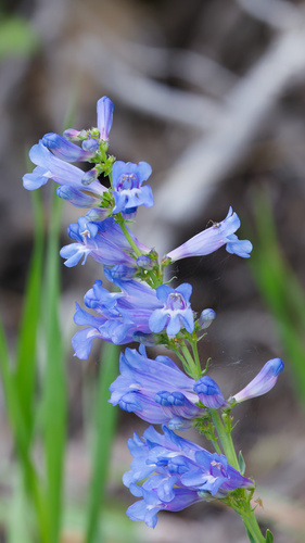Penstemon cyaneus, photograph 3