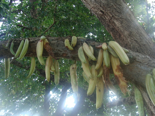 Parmentiera aculeata, photograph 5