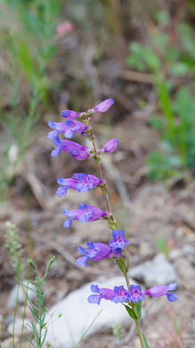 Penstemon cyaneus, photograph 2