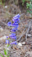 Penstemon cyaneus