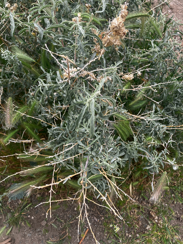 Fourwing Saltbush