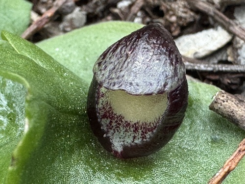 slaty helmet-orchid