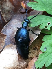 Meloe violaceus