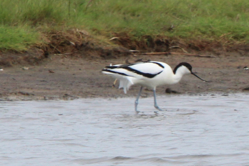 iNaturalist image