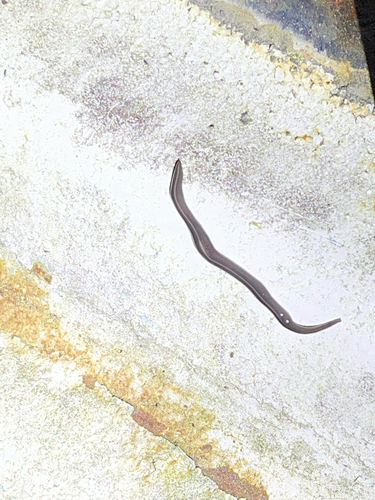 Platydemus observed 2026-07-25