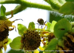 Mimographus