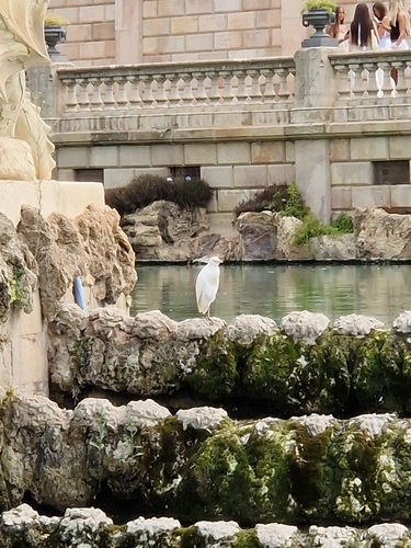 iNaturalist image