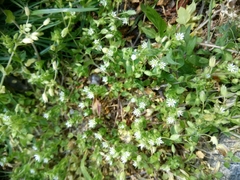 Stellaria media