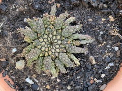 Euphorbia flanaganii