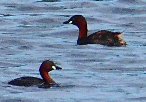 iNaturalist image