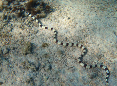 Harlequin Snake-Eel photo 5