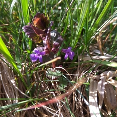 Glechoma hederacea
