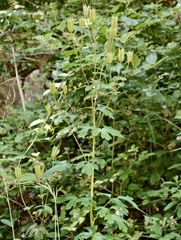 Aquilegia dumeticola, photograph (c) fmunoz, some rights reserved (CC BY)