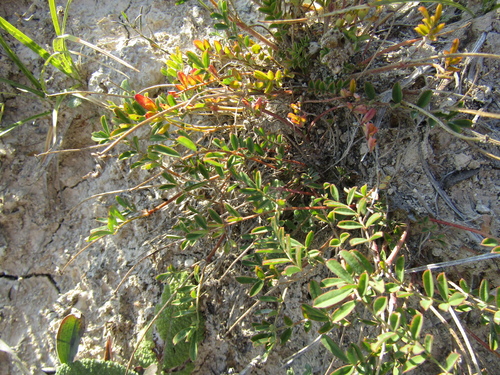 Hippocrepis comosa, photograph 5