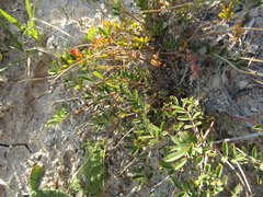 Hippocrepis comosa, photograph (c) Oleksandr Shynder, some rights reserved (CC BY)
