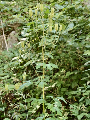 Aquilegia dumeticola, photograph 2